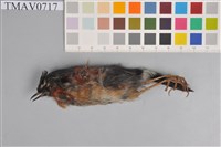 藏品(栗背林鴝)的圖片